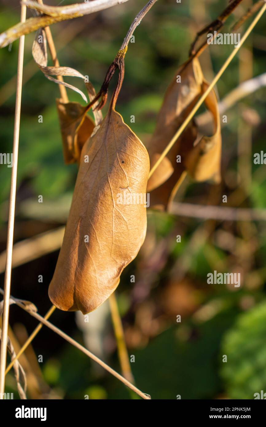 pale brown dead leaf hanging between dried grass stems Stock Photo