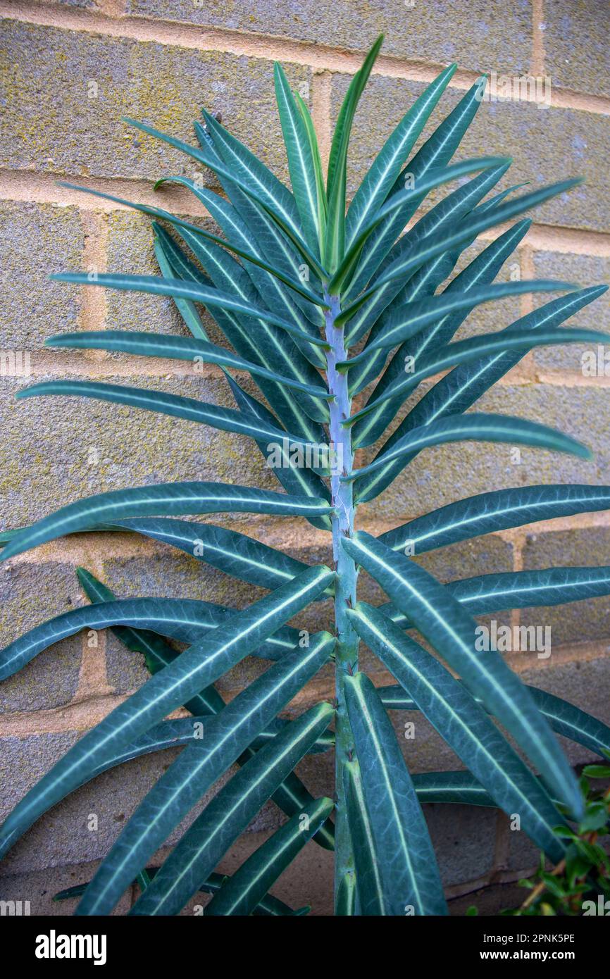 pale olive green leaves on a stem isolated against a pale brick wall Stock Photo
