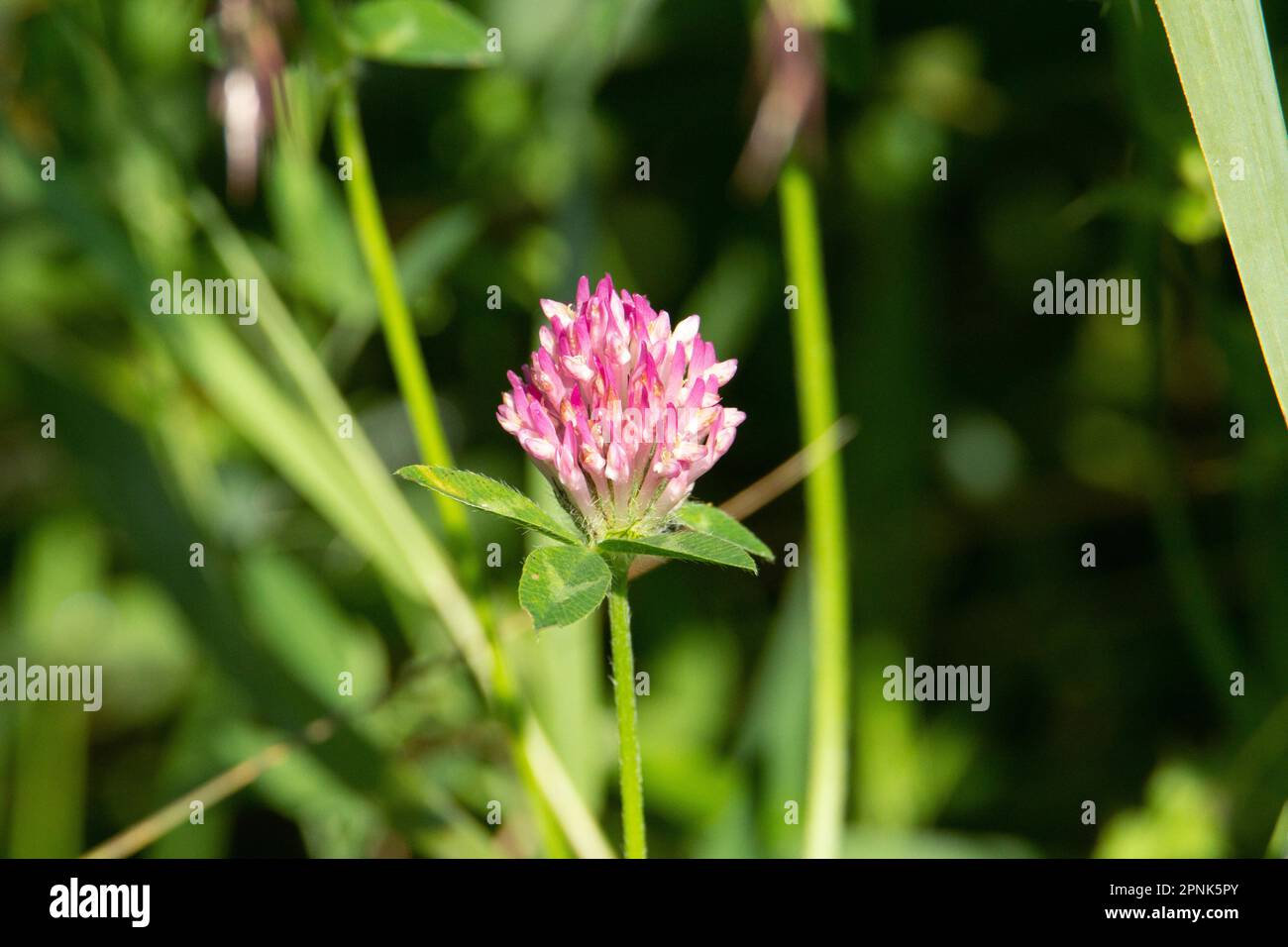 pale pink Clover or trefoil flower (Trifolium species)  isolated on a natural green summer woodland background Stock Photo