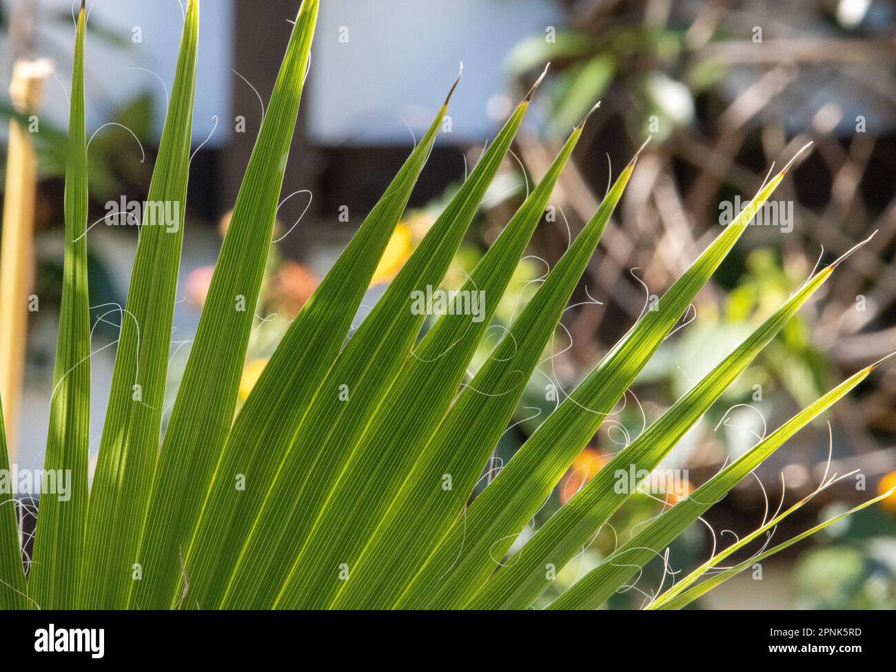 palm leaf in full sun with an English garden in the background Stock Photo