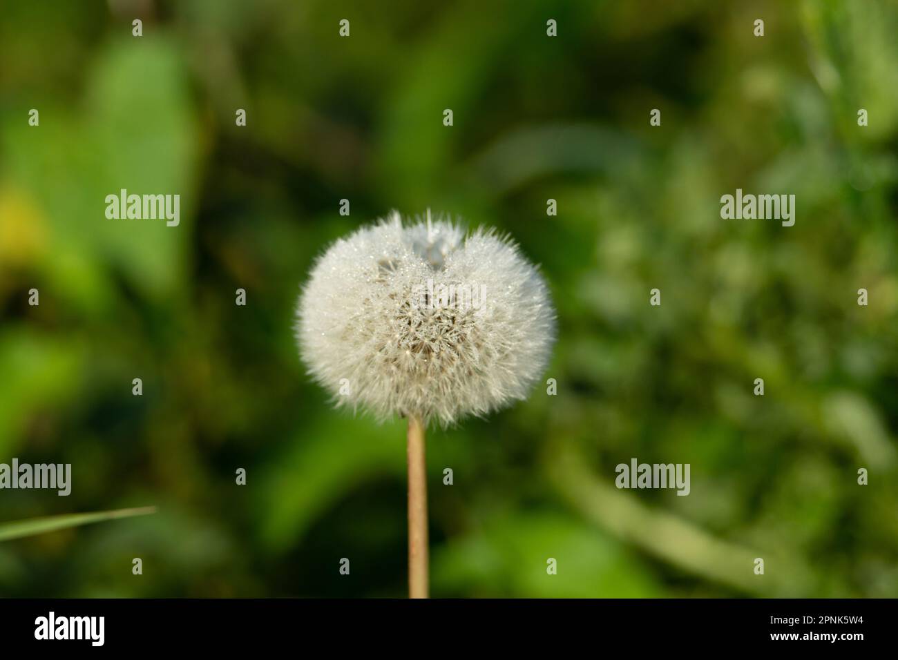 perfect dandelion (Taraxacum species) seed head isolated on a natural green summer woodland background Stock Photo