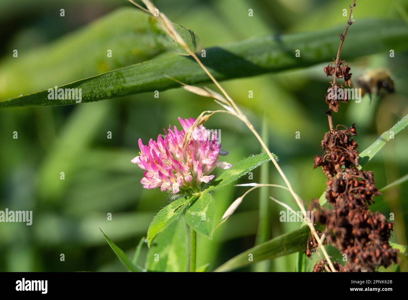 pink Clover or trefoil flower (Trifolium species)  isolated on a natural green summer woodland background Stock Photo