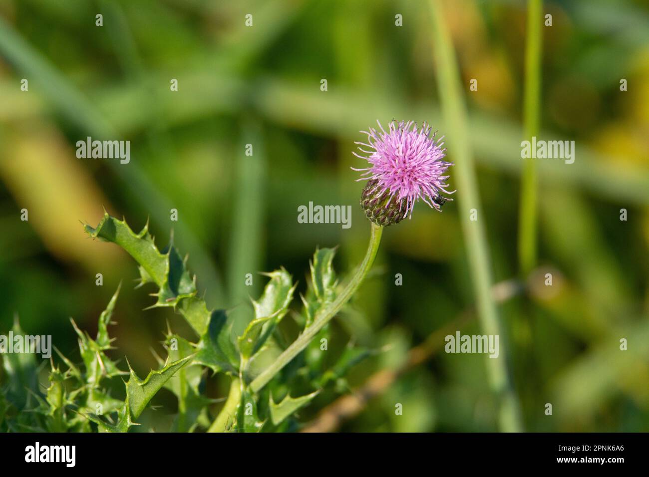 pink flower of a meadow thistle (Cirsium dissectum) isolated on a natural green summer woodland background Stock Photo