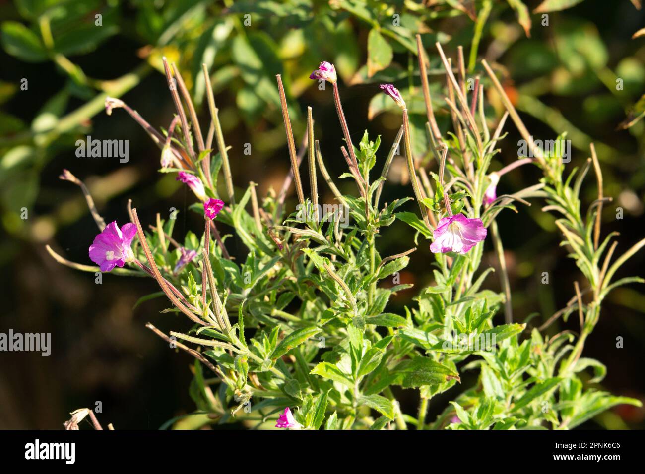 pink flowers and leaves of Hairy Giant Willowherb (Epilobium hirsutum) isolated on a natural green summer woodland background Stock Photo