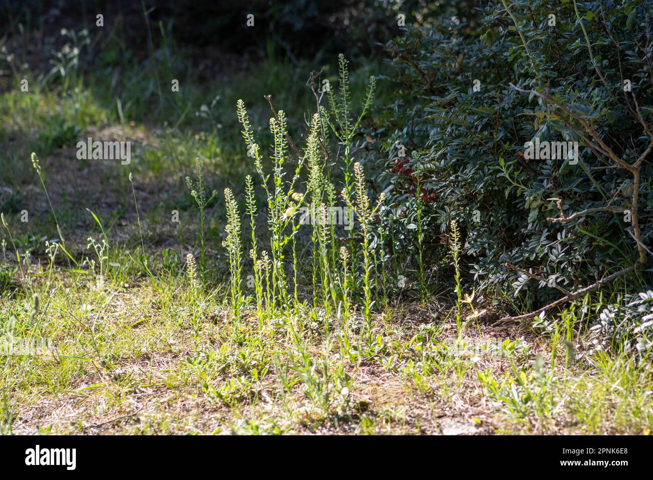 plants growing at the forest edge  with a natural green woodland background Stock Photo
