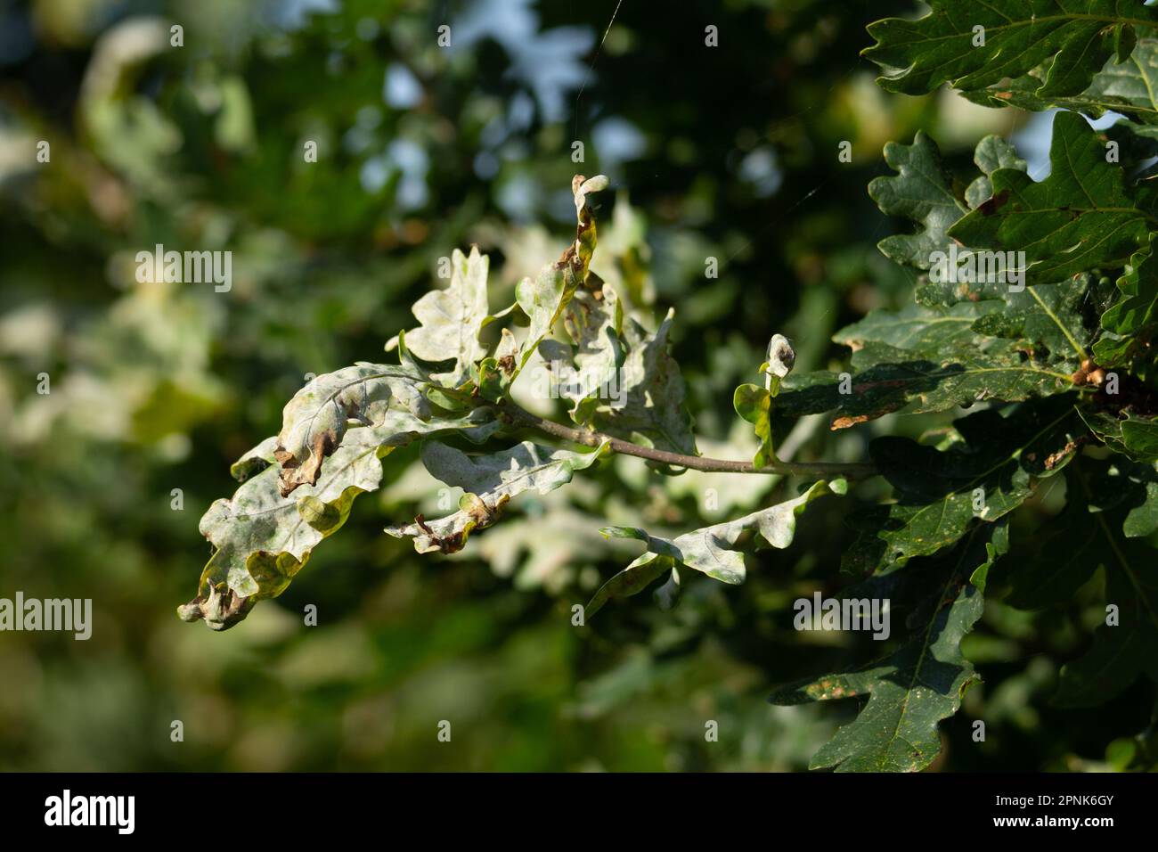 Powdery mildew of oak (Erysiphe alphitoides) on English Oak (Quercus robur) in Autumn sunshine Stock Photo