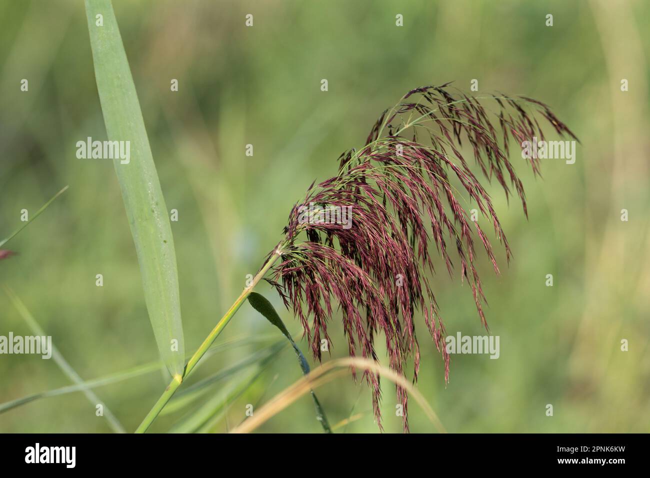 purple common reed (Phragmites australis) flower head isolated on a natural green background Stock Photo