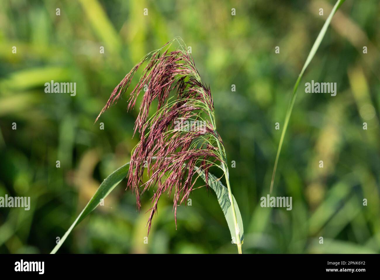 red common reed (Phragmites australis) flower head isolated on a natural green background Stock Photo