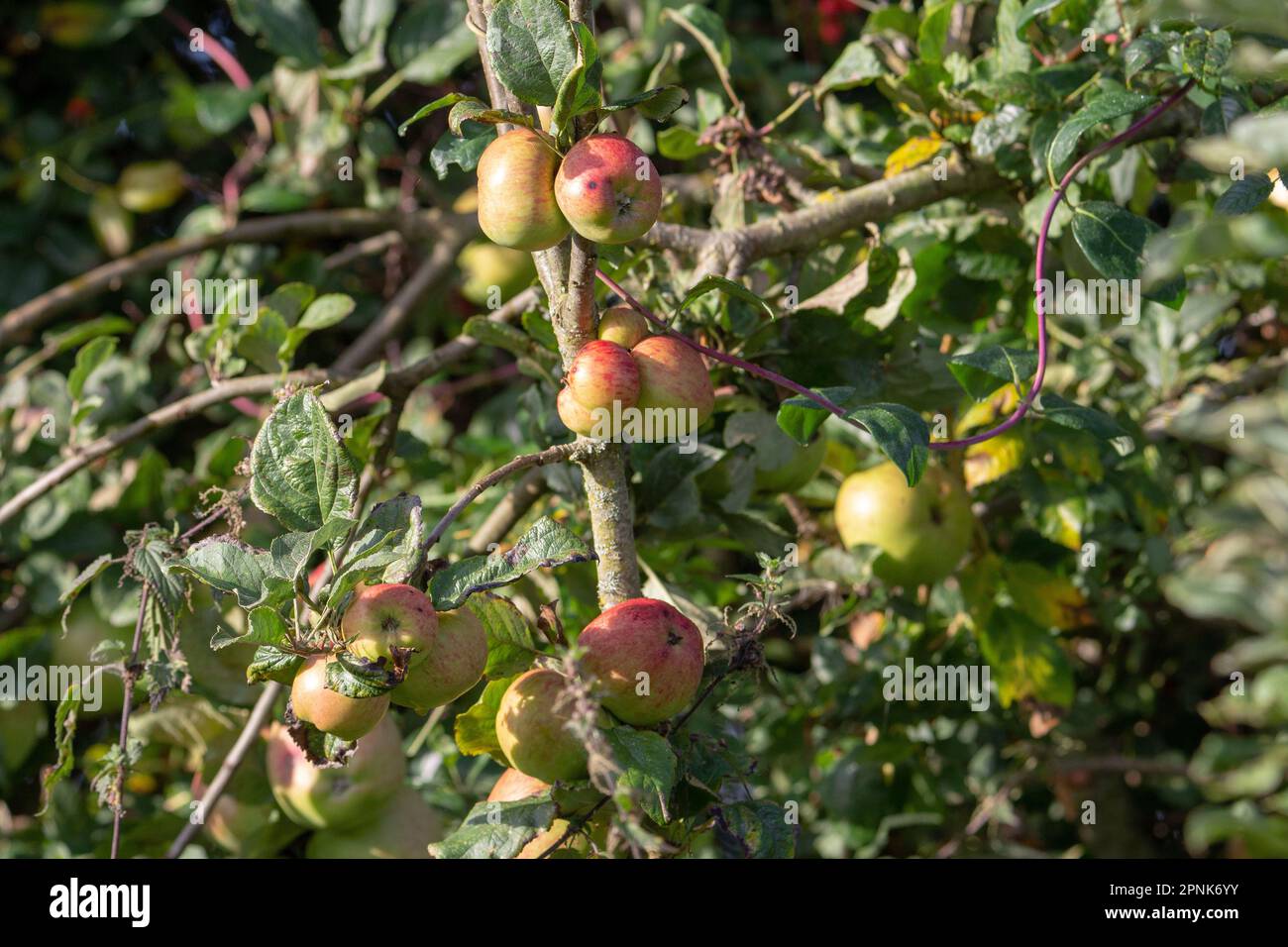 ripe green and red apples hanging from a branch with green leaves Stock Photo