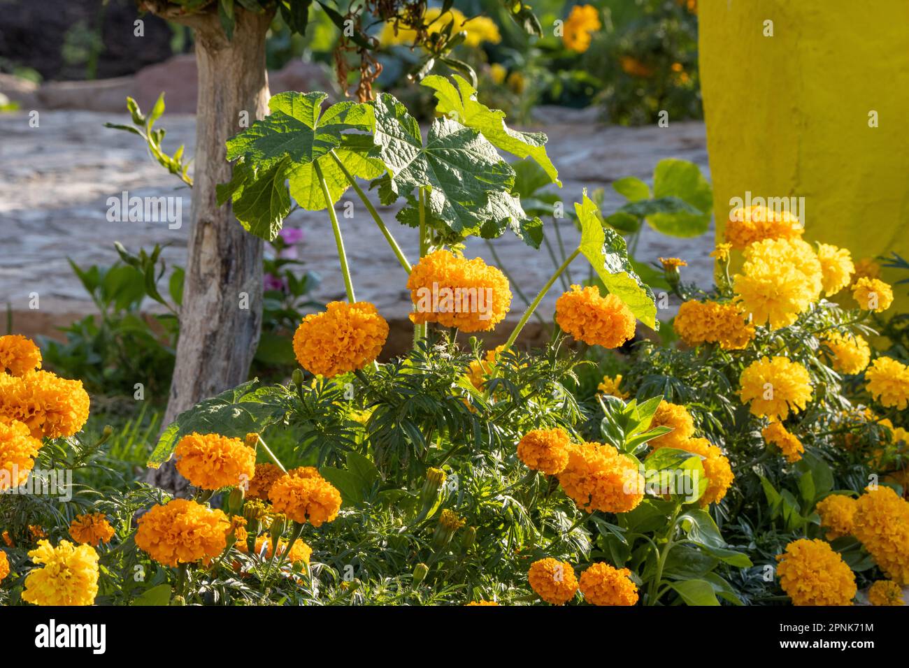 row of bright yellow French marigold (Tagetes patula) Stock Photo