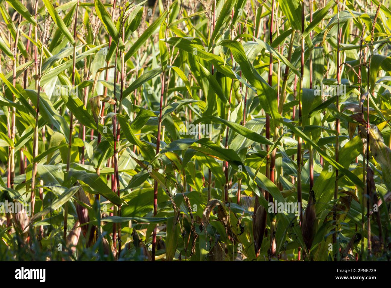 rows of maize growing in a field with brown soil and green leaves Stock Photo