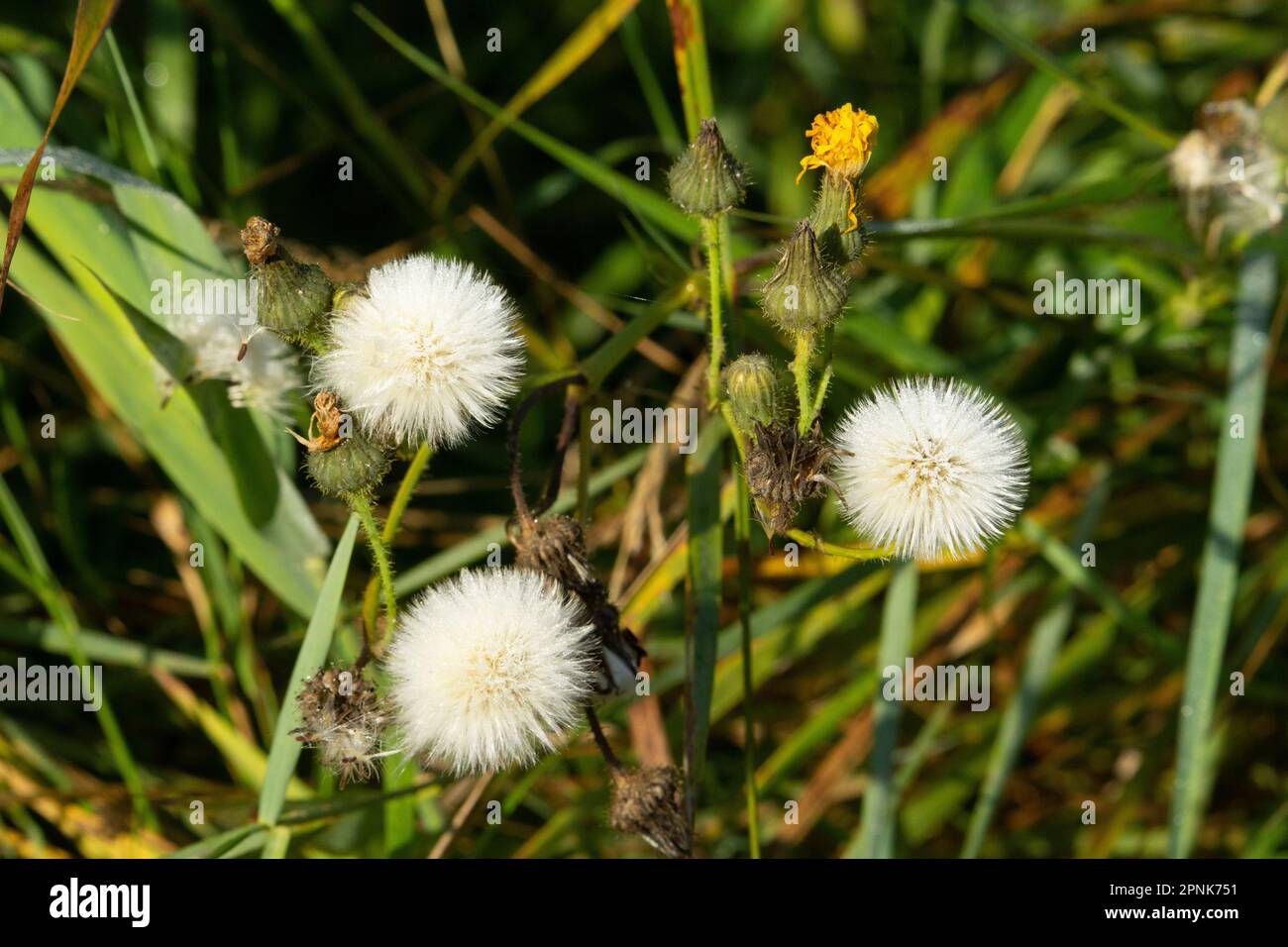seed heads of hawksbeard (Crepis acuminata) isolated on a natural green background Stock Photo