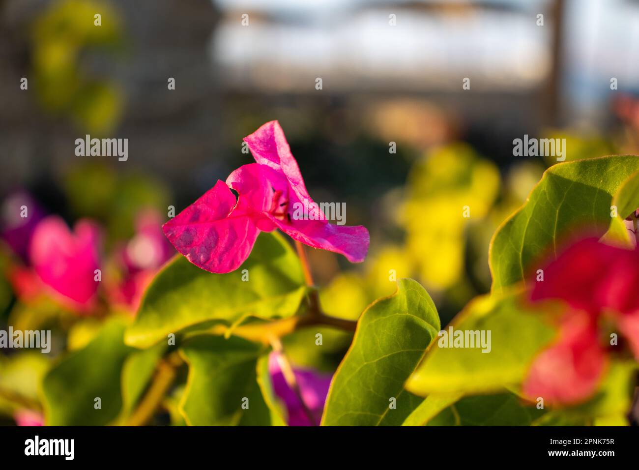 single bright pink Bougainvillea flowers with green leaves in the background Stock Photo