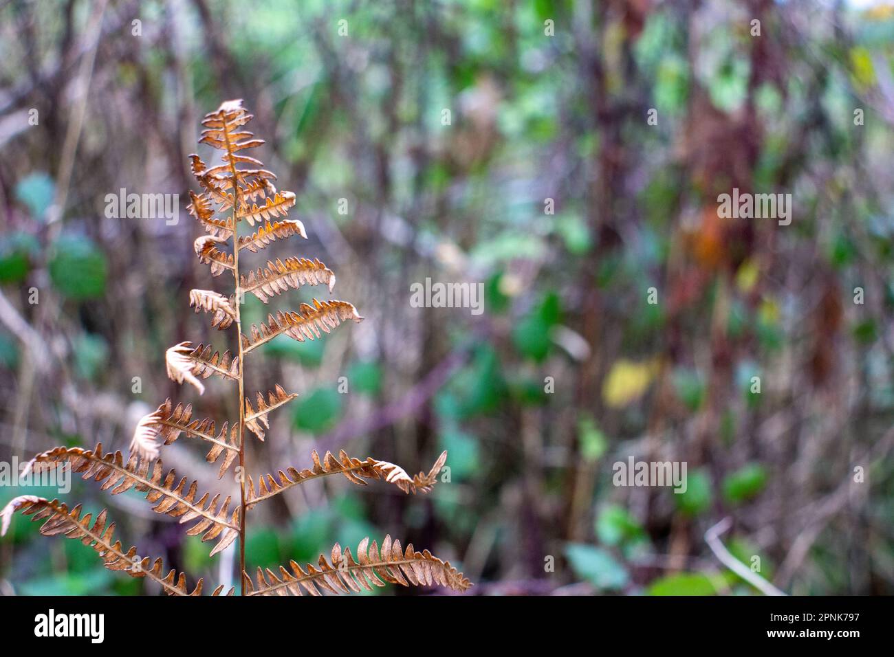 single dried and brown fern leaf isolated on a natural Autumn bramble background Stock Photo
