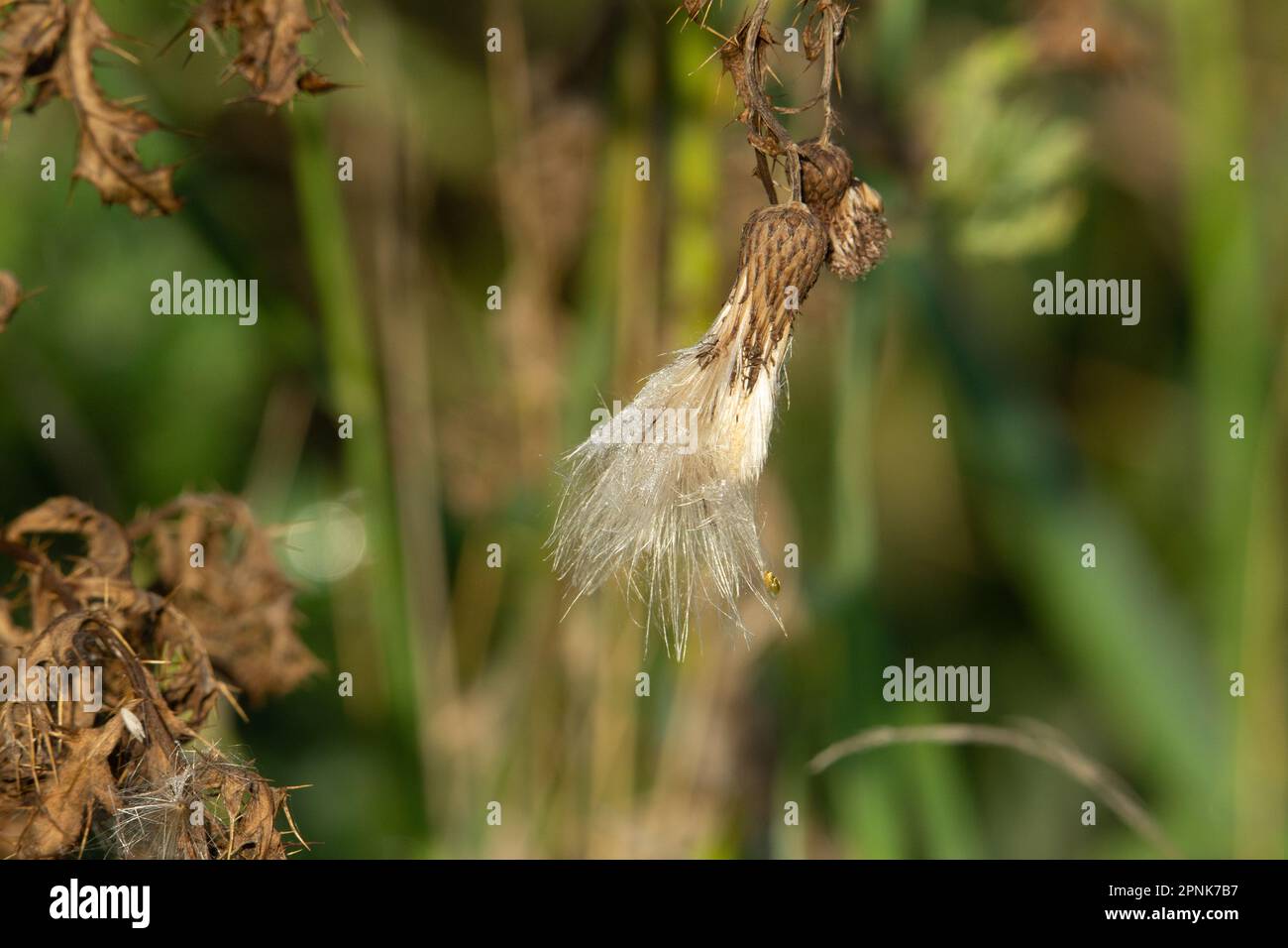 single dry thistle seed head hanging down and  isolated on a natural green summer woodland background Stock Photo