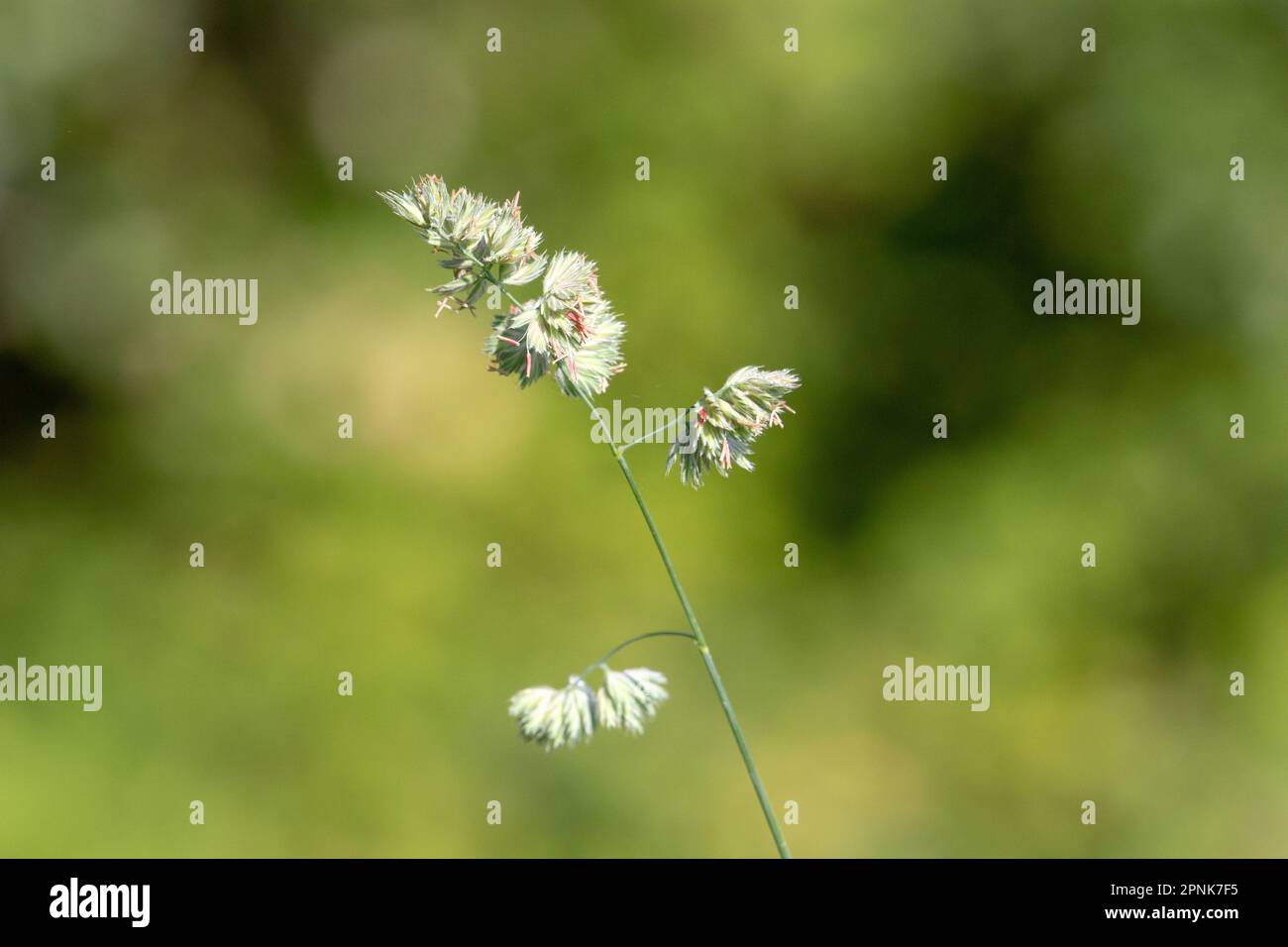 single grass flower head isolated on a natural green background Stock Photo