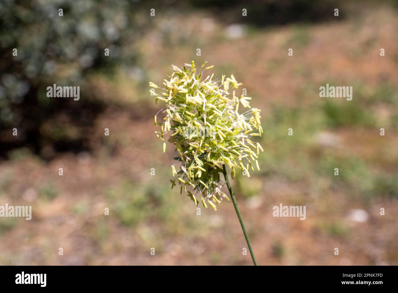 single grass seed head growing near Rovinj, Croatia Stock Photo
