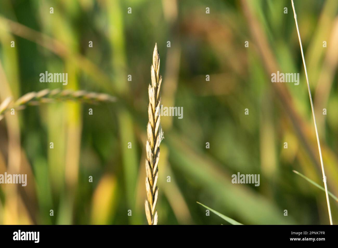 single head of wild grass seed isolated on a natural green summer woodland background Stock Photo