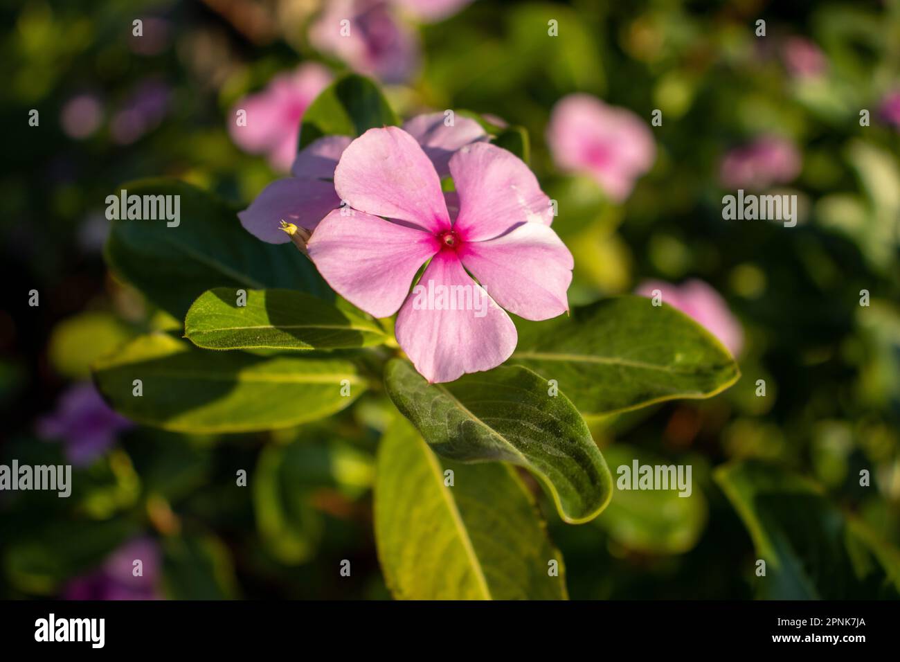 single pink Periwinkle (Vinca species) flowers Stock Photo