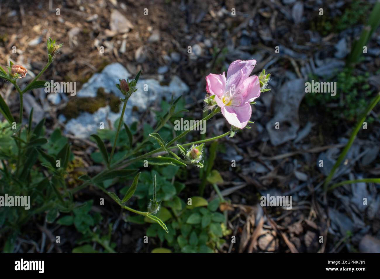 single pink wild flower growing on an island near Rovinj, Croatia Stock Photo