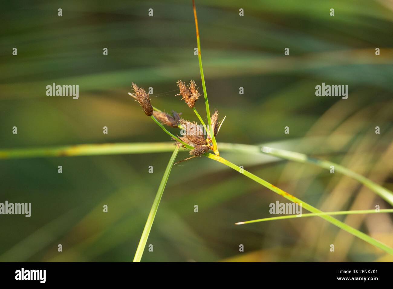 single sedge stem isolated on a natural green summer woodland background Stock Photo