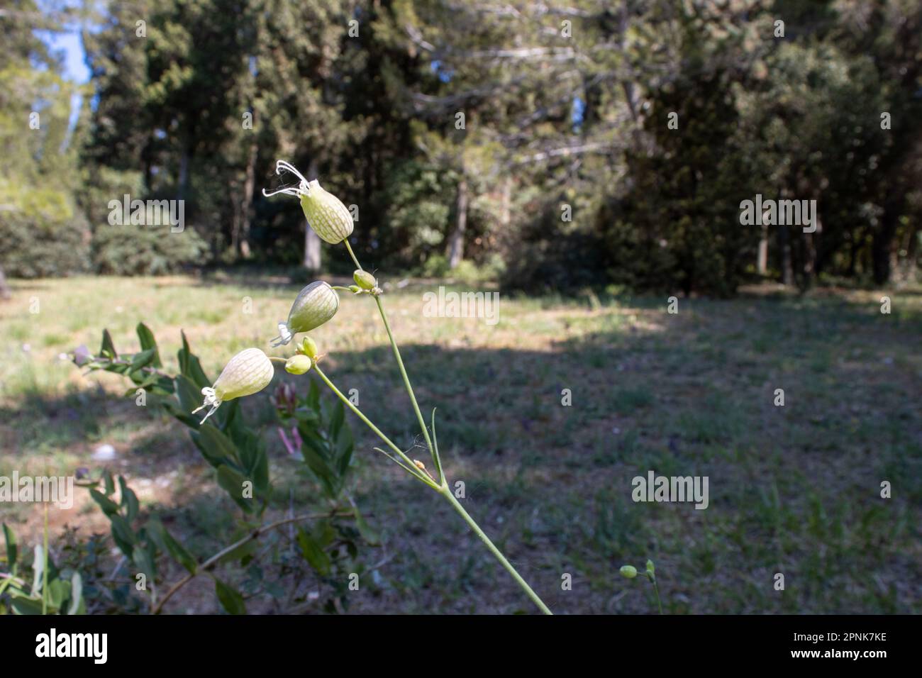 single stem garden plant seed heads near Rovinj, Croatia Stock Photo
