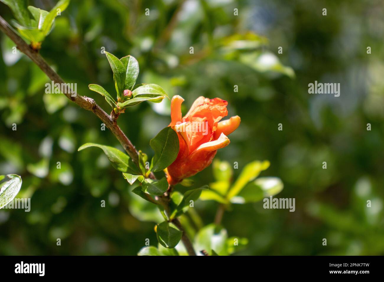 single tropical orange red flower on a branch with a natural green woodland background Stock Photo