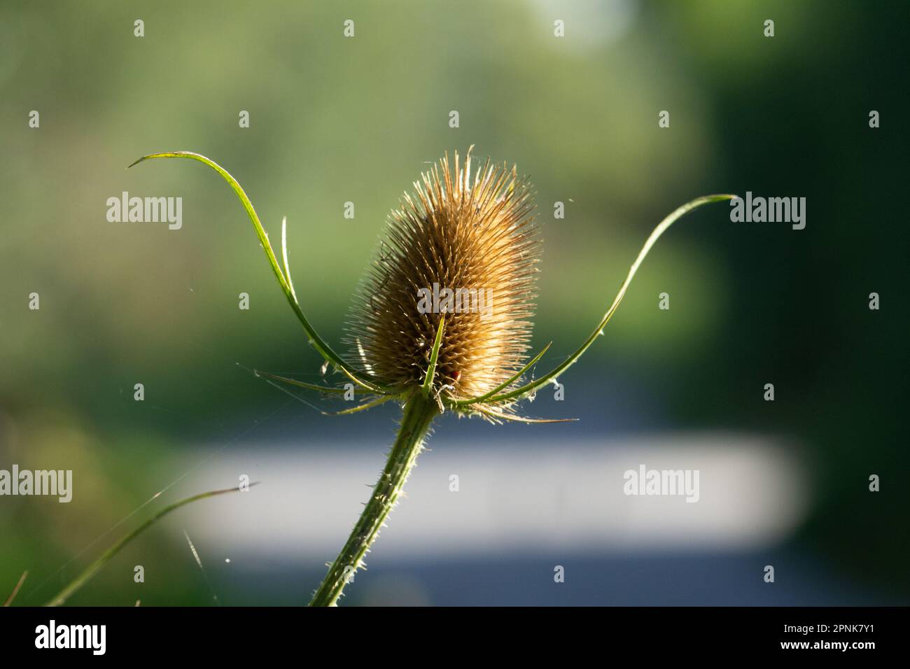 single vertical common teasel (Dipsacus fullonum) seed head isolated on a natural green summer woodland background Stock Photo