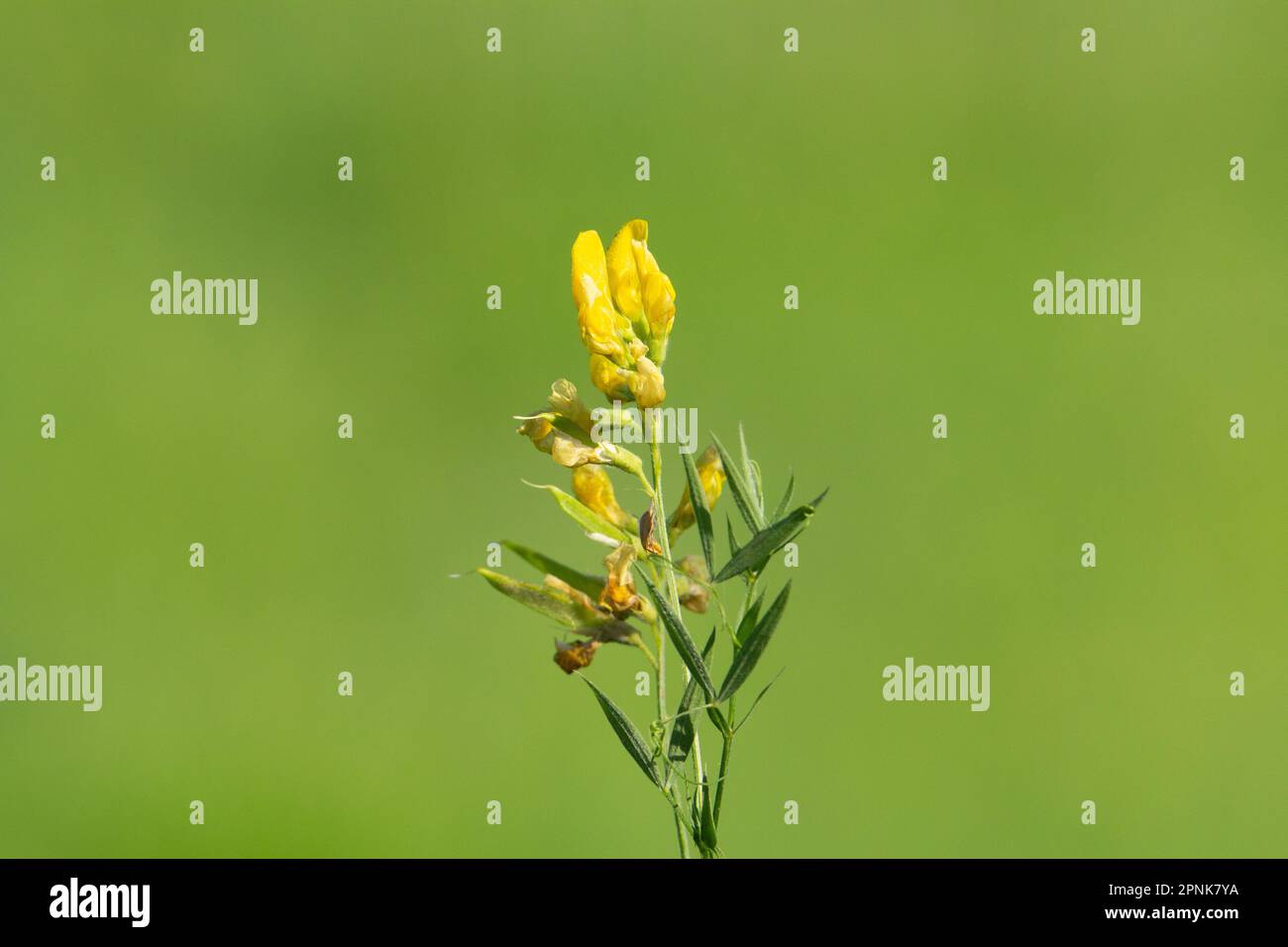 small upright yellow wildflower isolated on a natural green summer woodland background Stock Photo