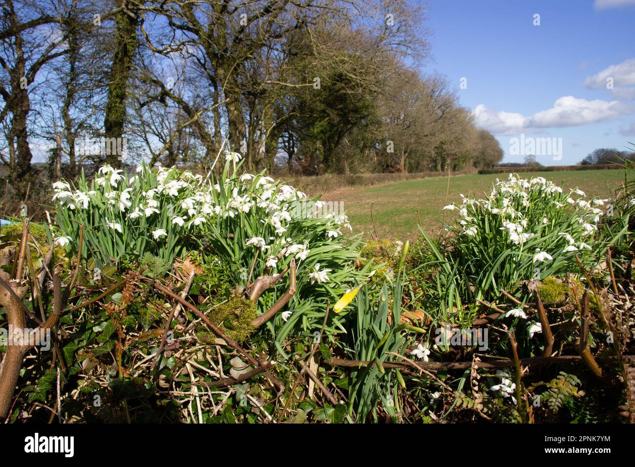 Snowdrops, Galanthus flowering on the top of a Devon bank with trees and a clear spring sky and white clouds Stock Photo