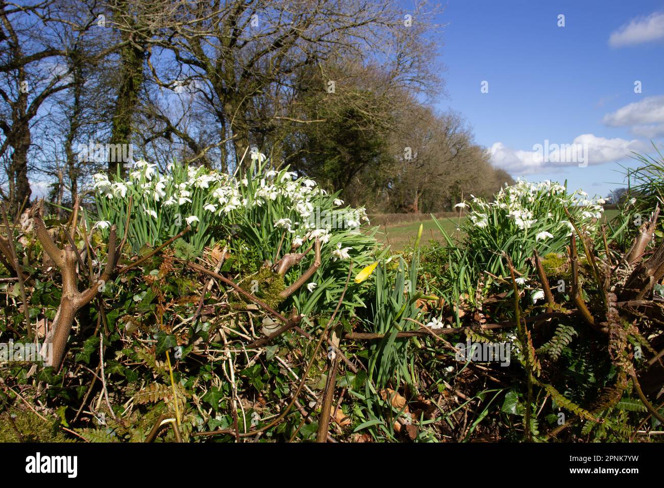 Snowdrops, Galanthus flowering on the top of a Devon bank with trees and a sky and white clouds Stock Photo