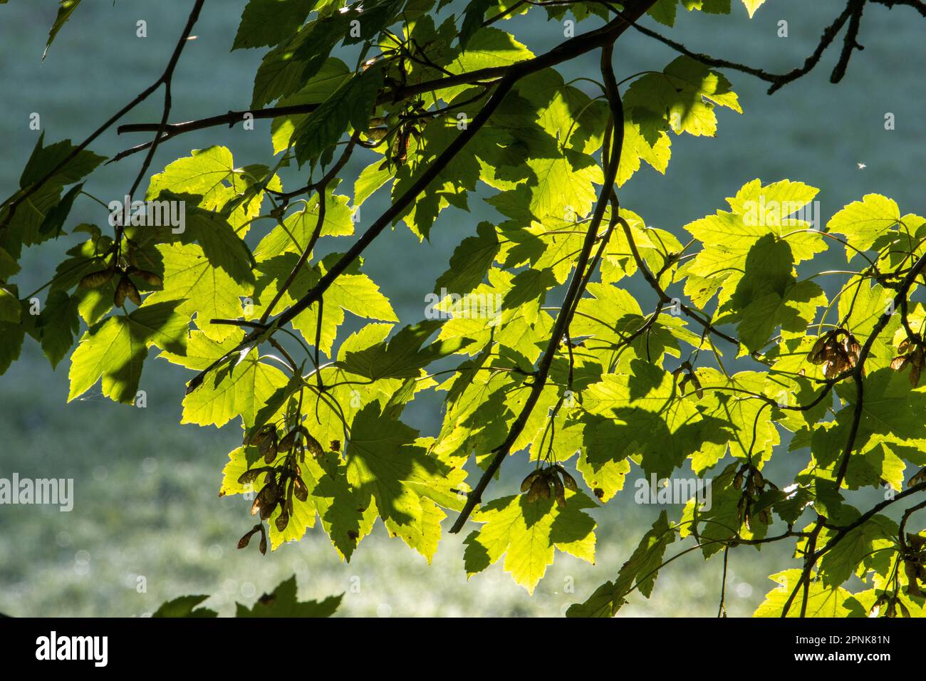 sun light shining through Sycamore (Acer pseudoplatanus) leaves Stock Photo