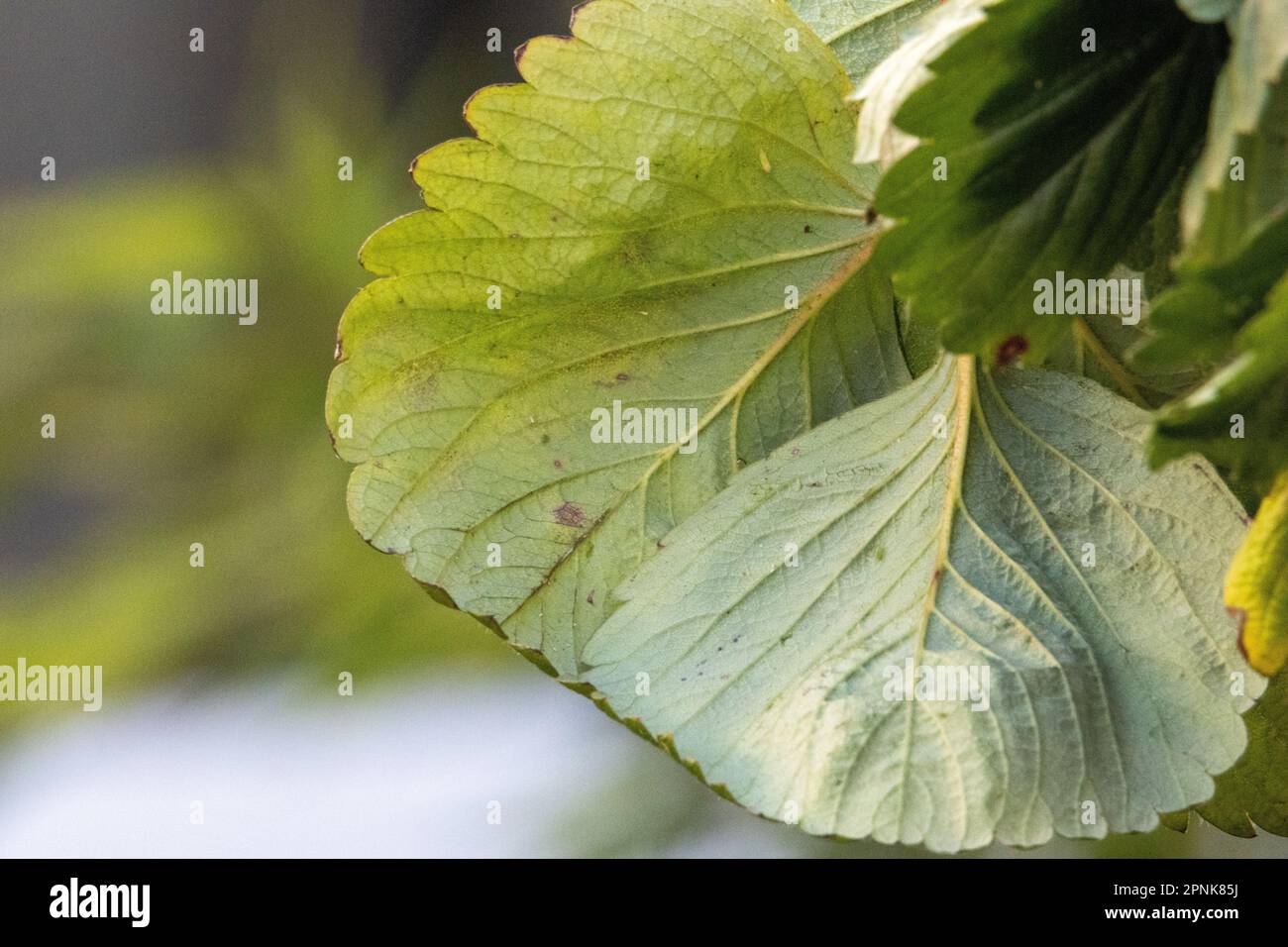 the underside of a strawberry plant leaf isolated Stock Photo