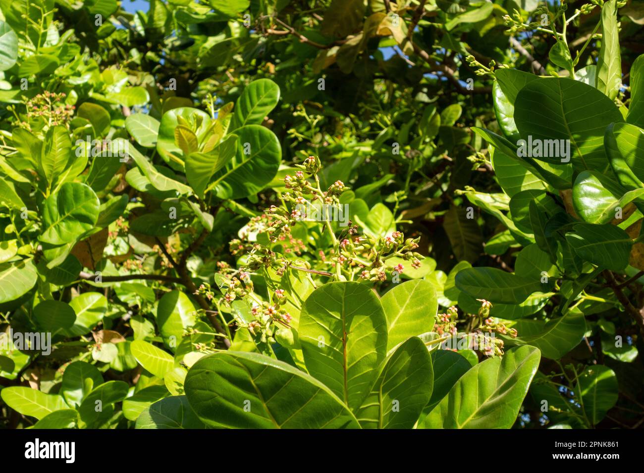 tiny pink flowers and lush gren leaves in West Africa Stock Photo