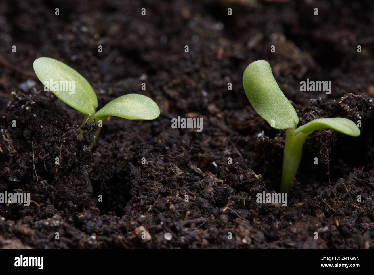 Little green seedlings growing in soil, closeup. Stock Photo