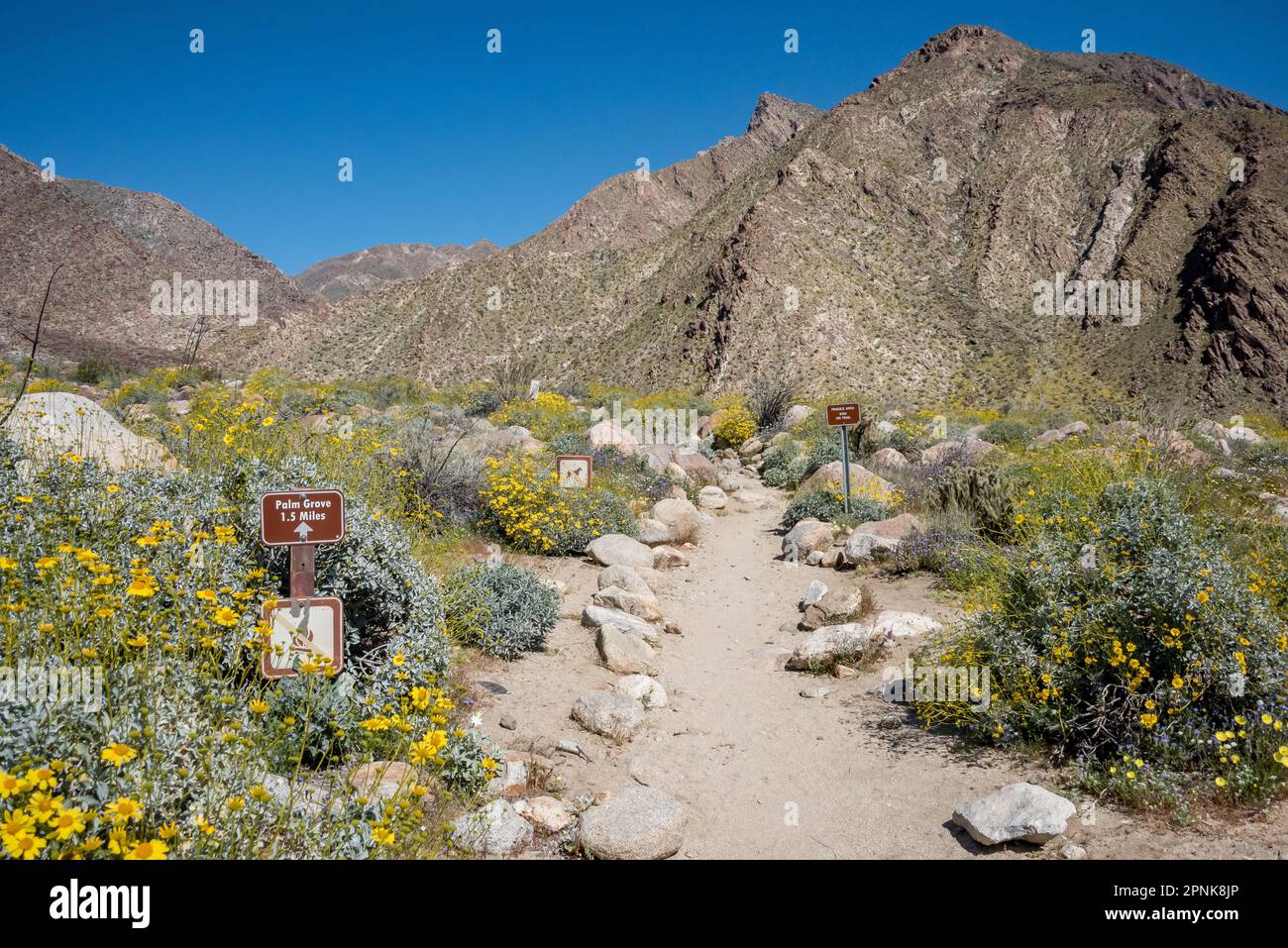Trailhead with sign for Palm Grove. Borrego Palm Canyon hiking trail with yellow brittlebush wildflowers in spring and trail leading to mountains. Stock Photo
