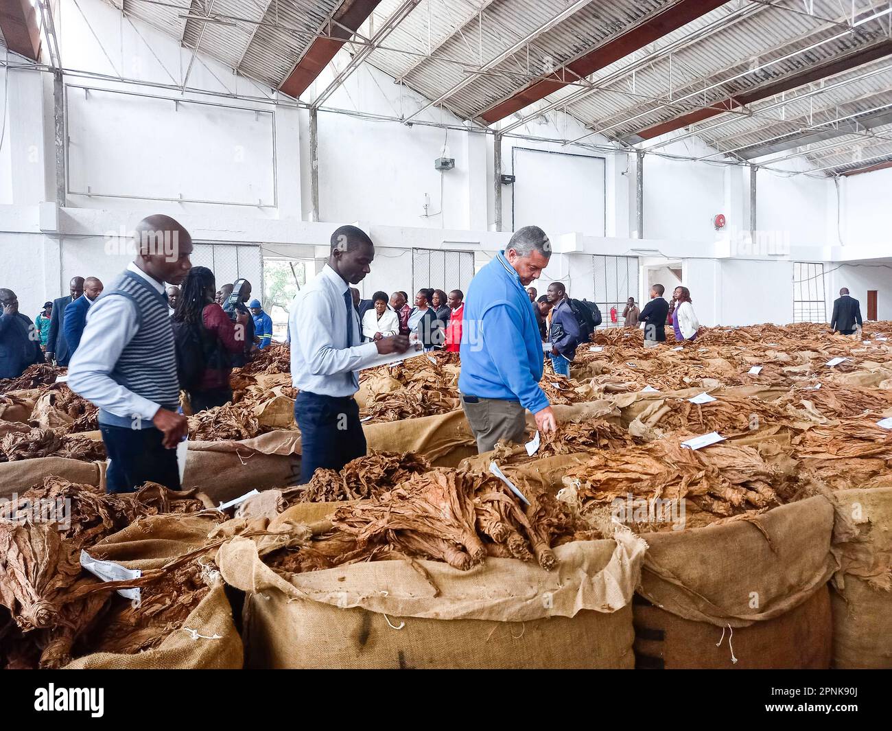 tobacco check Blantyre, Malawi. 17th Apr, 2023. Buyers check on tobacco at the Limbe  Auction Floors in Blantyre, Malawi, on April 17, 2023. As the 2023 selling  season for tobacco gets underway in Malawi,