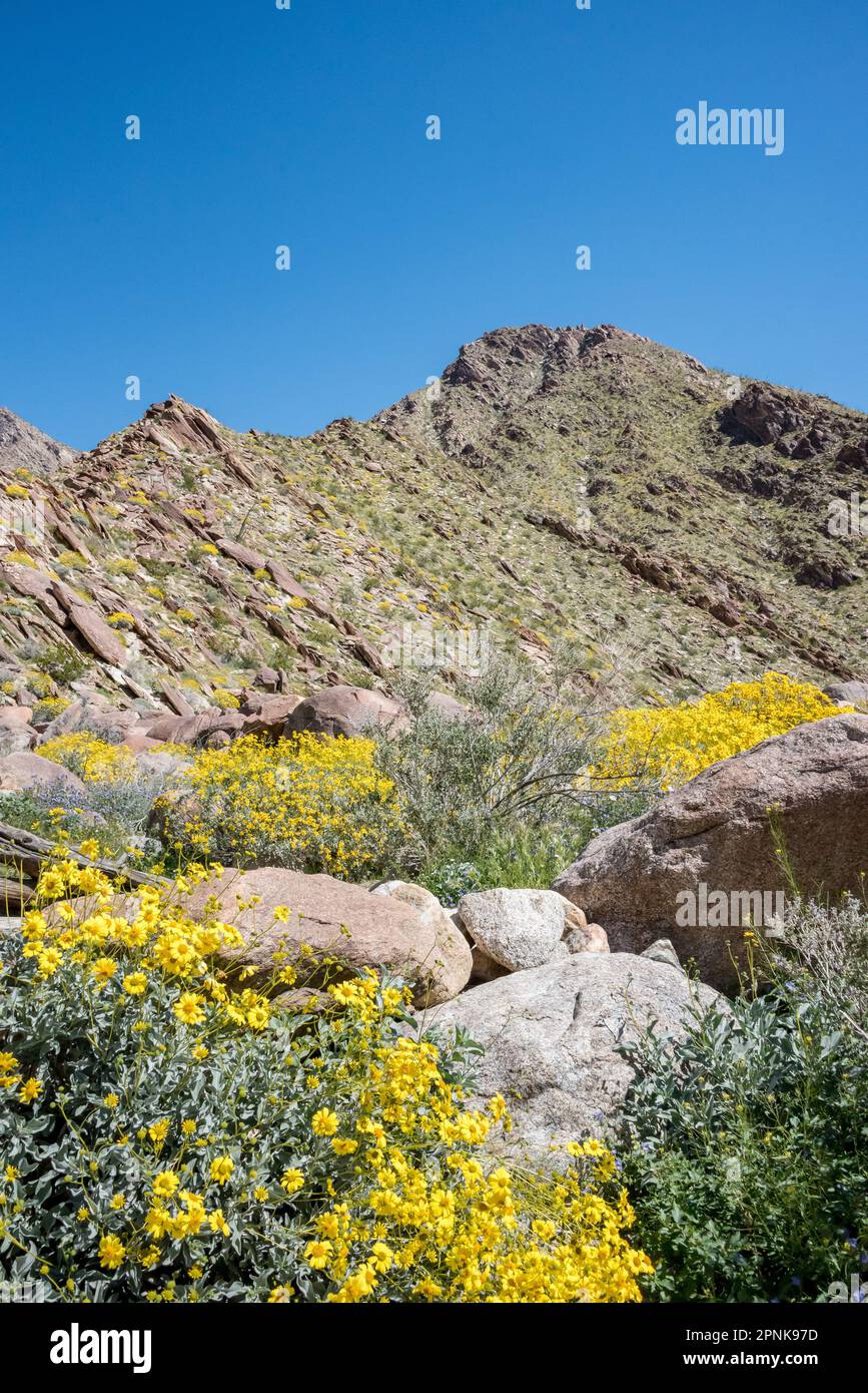 Flowering yellow brittlebush wildflowers and boulders in front of steep