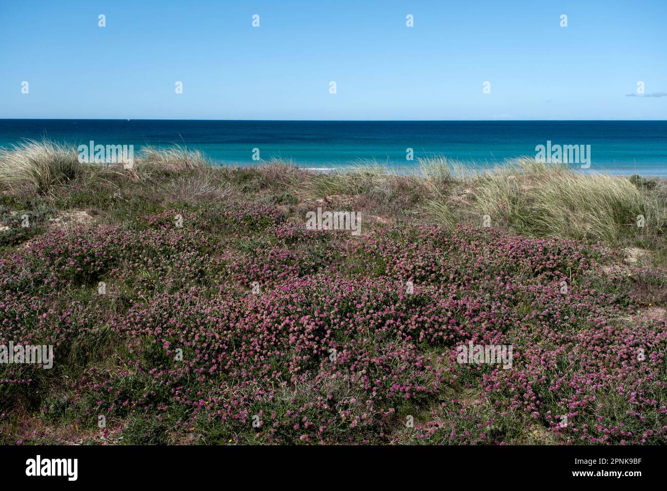 Kidney vetch (Anthyllis vulneraria) pink flowers in the dunes of A Lanzada Beach, Pontevedra, Spain Stock Photo