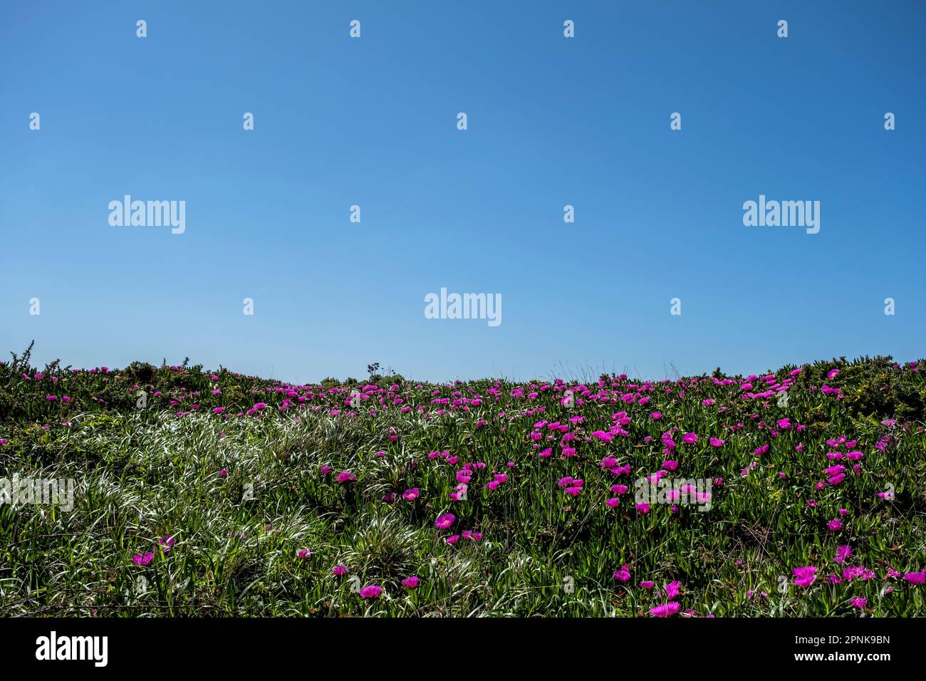 Highway ice plant deep pink blooming flowers covering a green meadow, blue sky background Stock Photo
