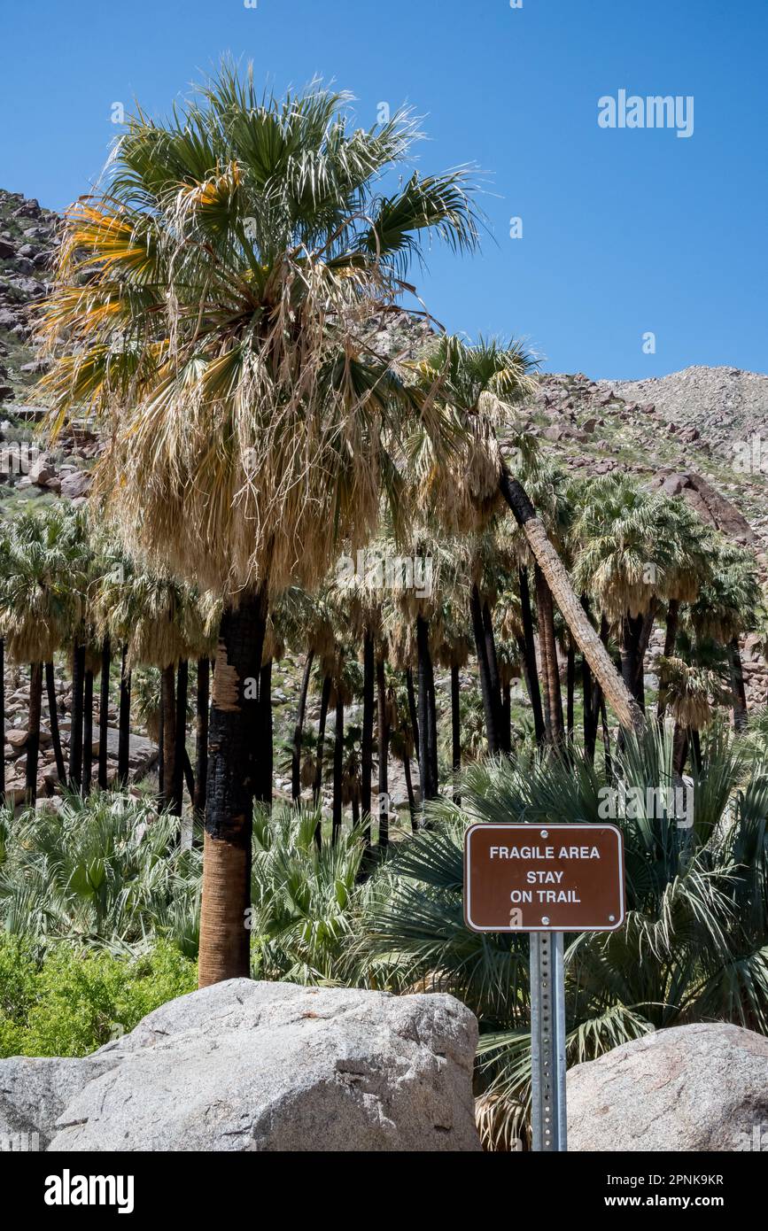 Viewpoint overlooking recovering burnt palm trees at oasis on Borrego Palm Canyon Trail with sign, 'Fragile area, stay on trail,' at Anza Borrego. Stock Photo