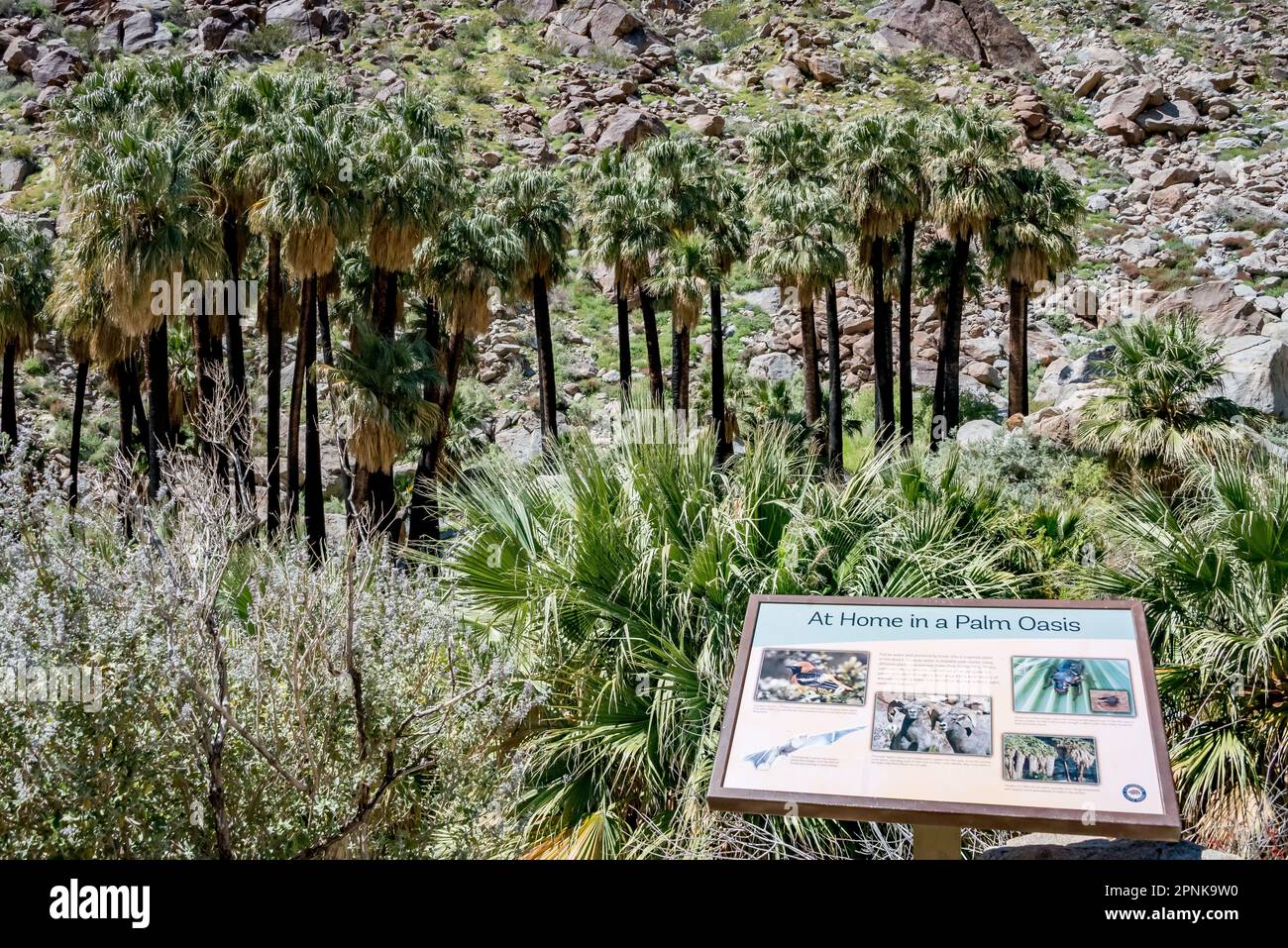 Oasis of native California fan palm trees at Borrego Palm Canyon, with informational sign at overlook, in Anza Borrego Desert State Park, California. Stock Photo