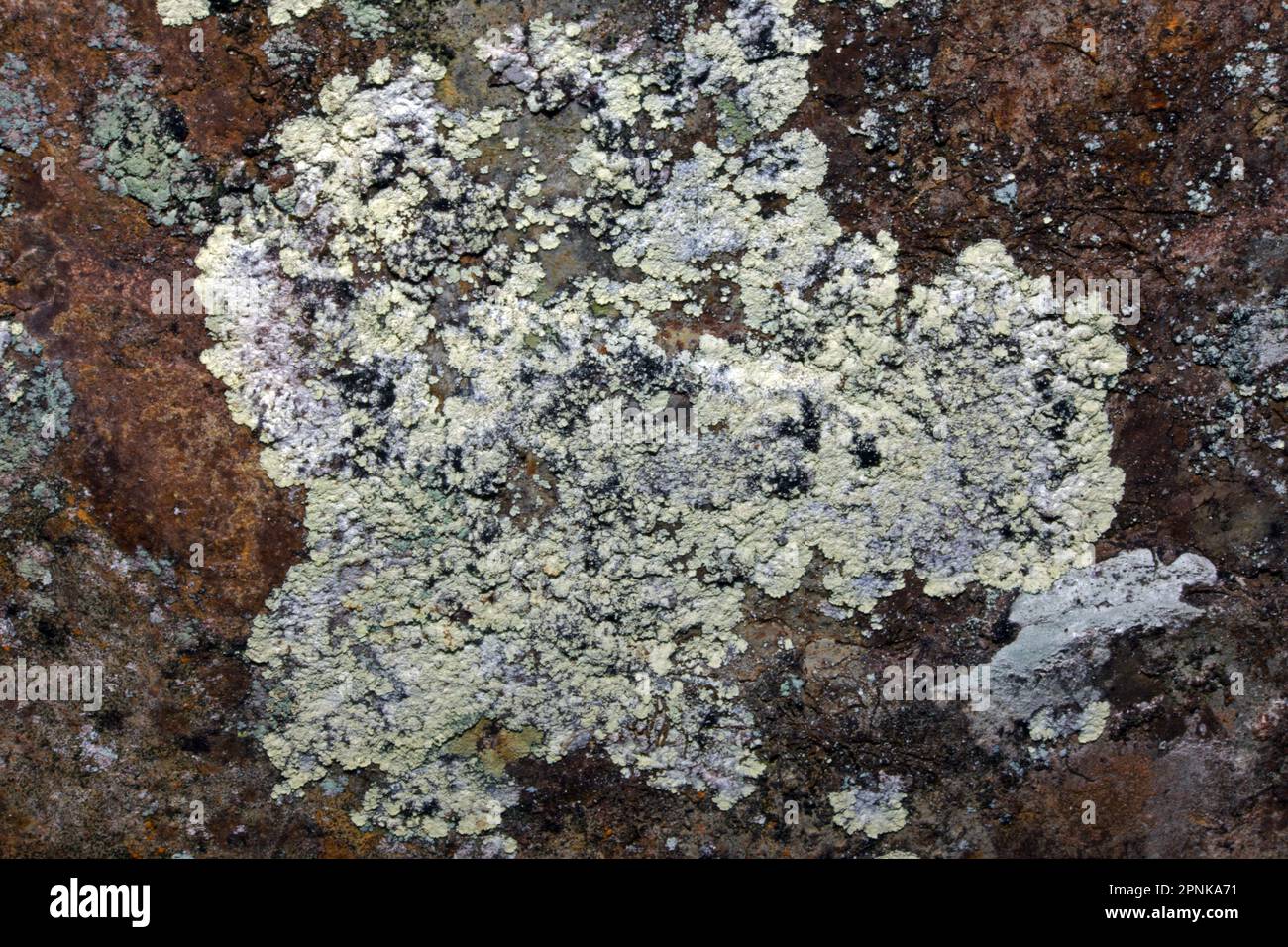 Lepraria finkii is crustose lichen common in shaded habitats, especially moist tree bases and rocks. It has a global distribution. Stock Photo