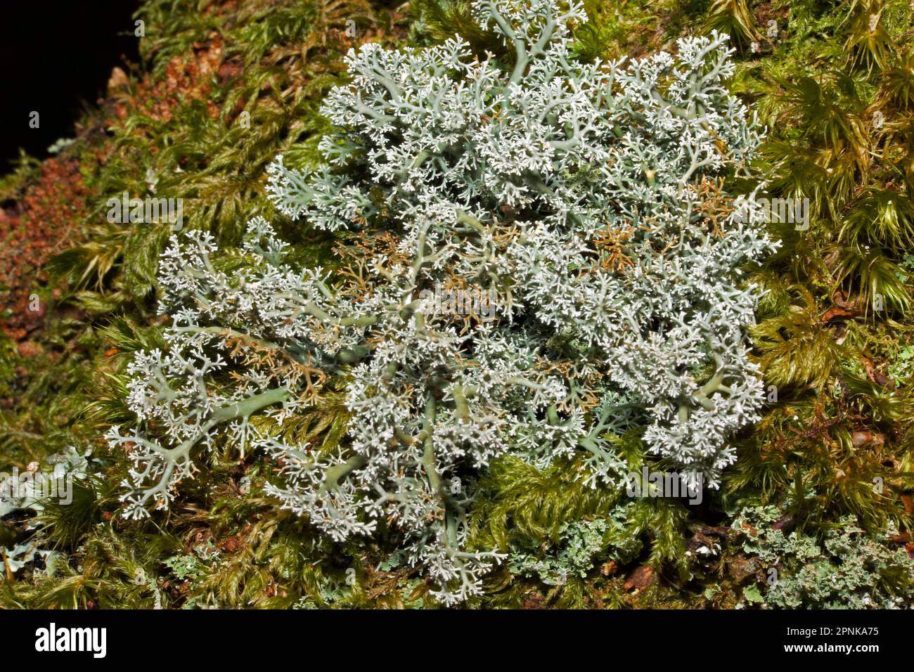Sphaerophorus globosus is a fructicose lichen occurring on mossy, acidic upland rocks and trees. It has a cosmopolitan distribution. Stock Photo