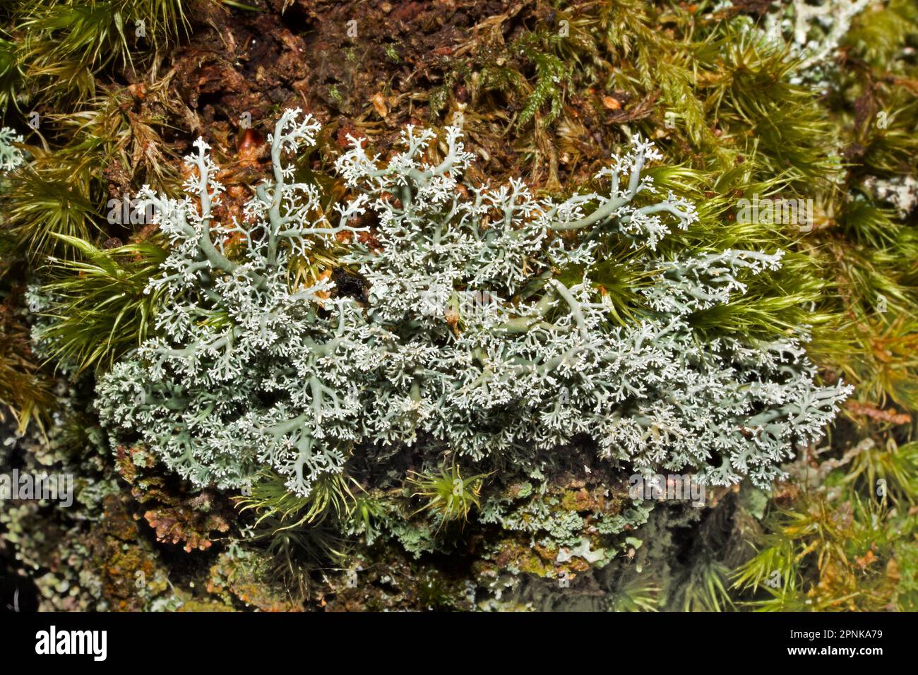Sphaerophorus globosus is a fructicose lichen occurring on mossy, acidic upland rocks and trees. It has a cosmopolitan distribution. Stock Photo
