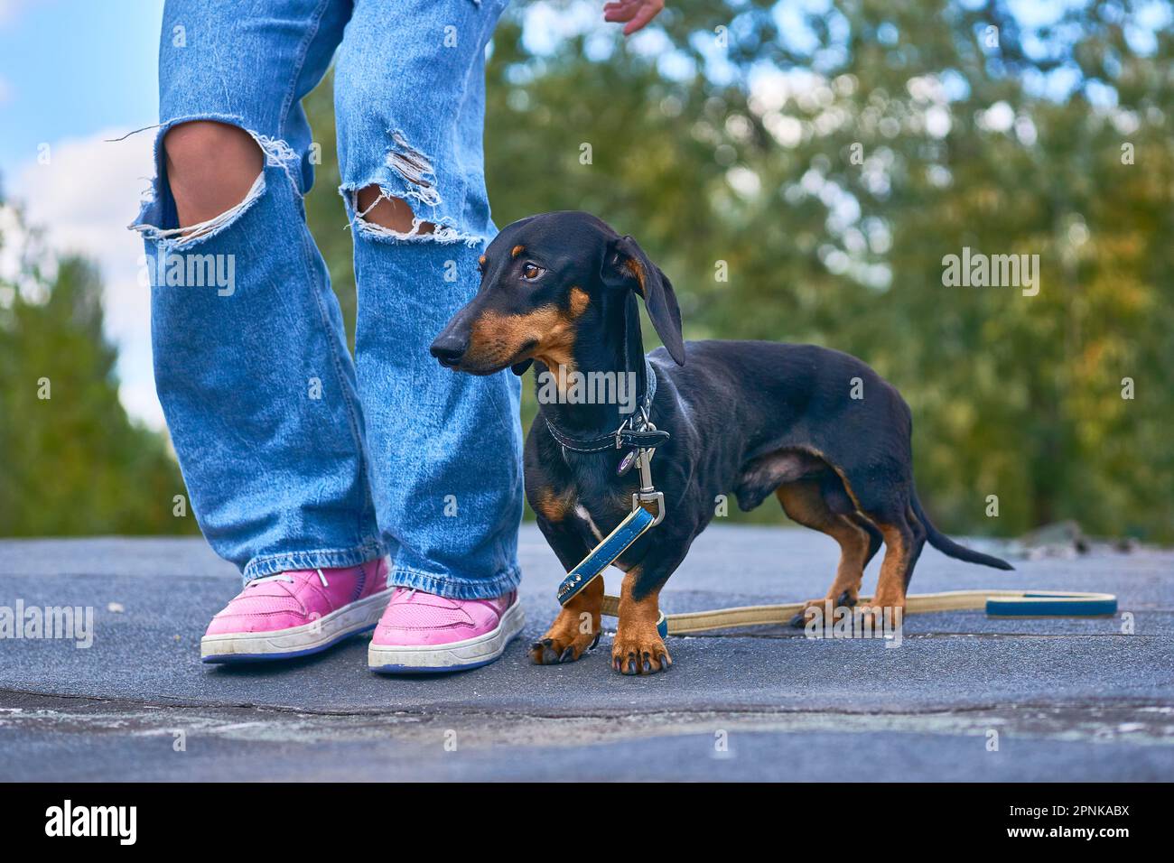 Dachshund Pink Sneakers Dachshund Pink Sneakers