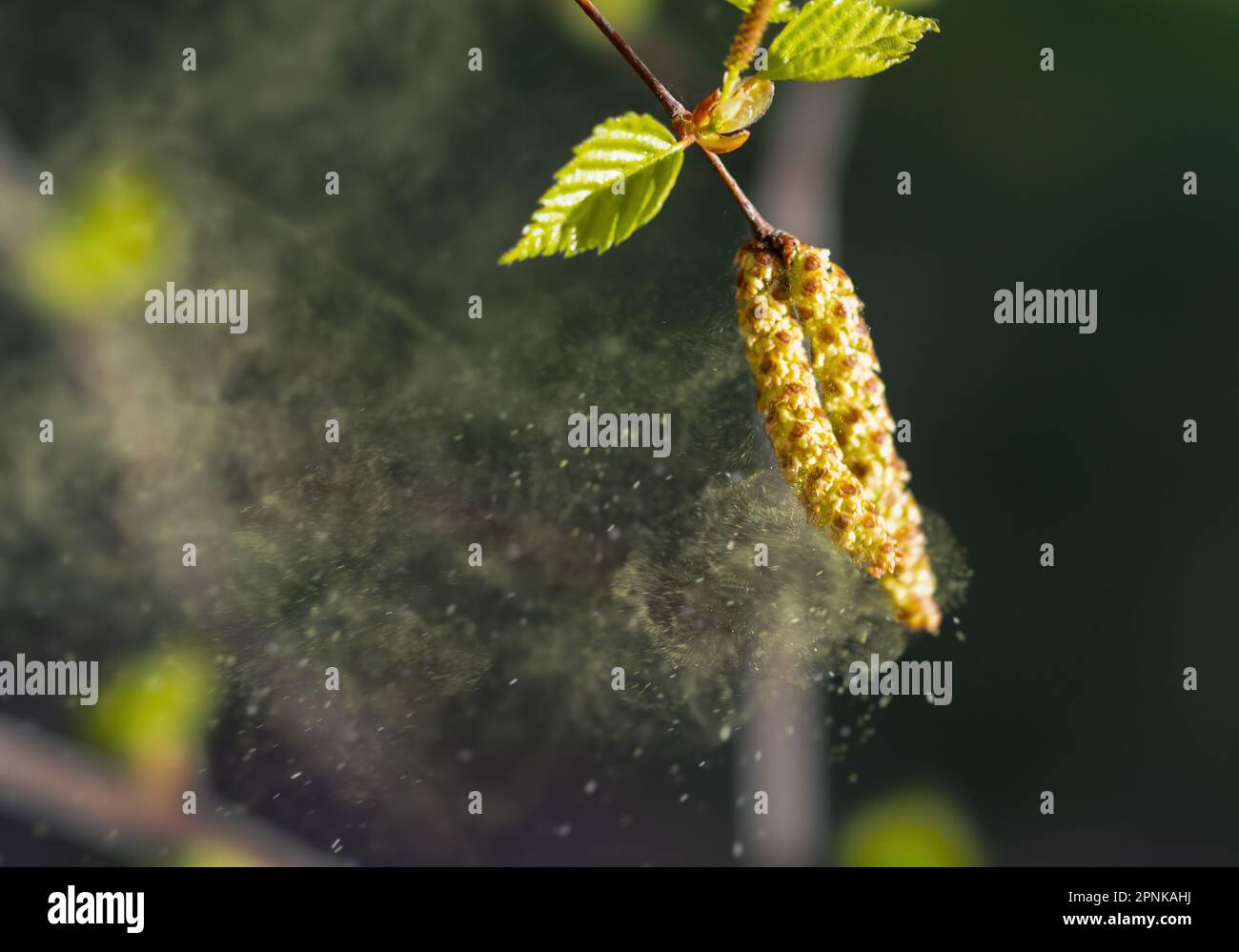 Birch pollen, blown up by the wind, is a strong allergen Stock Photo
