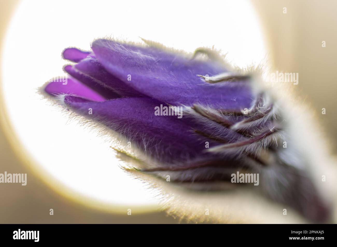 Close-up of the Pulsatilla patens flower against the background of the solar disk in the early spring morning Stock Photo