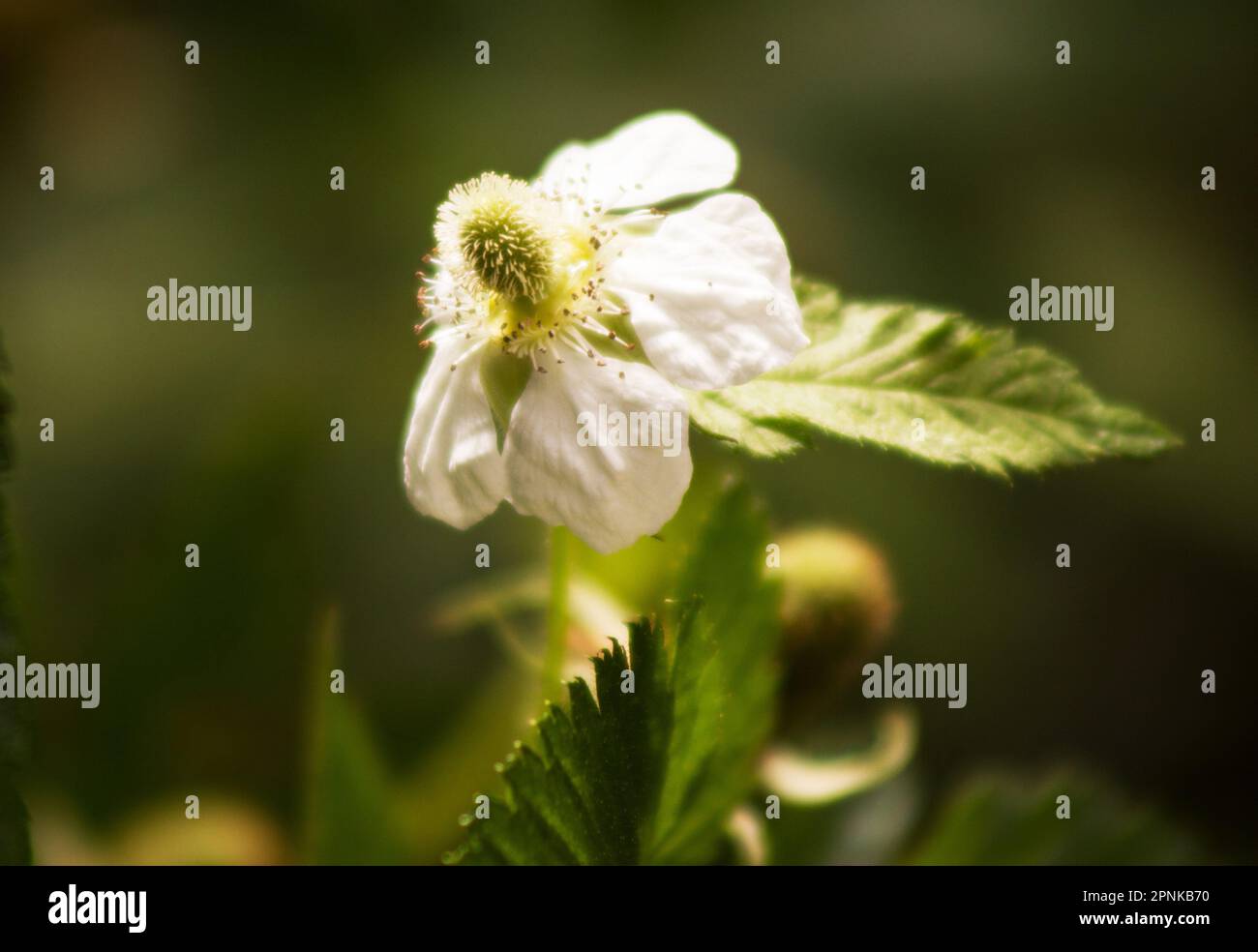 Raspberry plant and flower on natural background Stock Photo