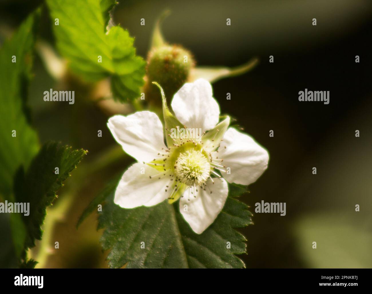 Raspberry plant and flower on natural background Stock Photo